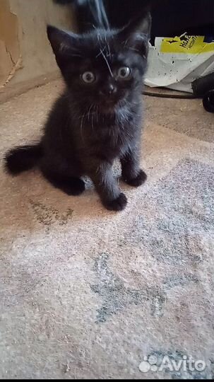 Кому чертенка