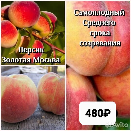 Персик 2ух летки