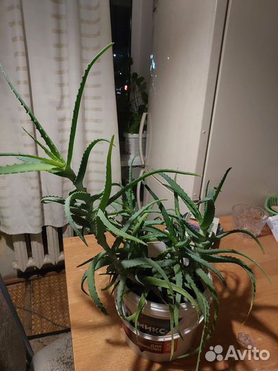 Комнатные цветы