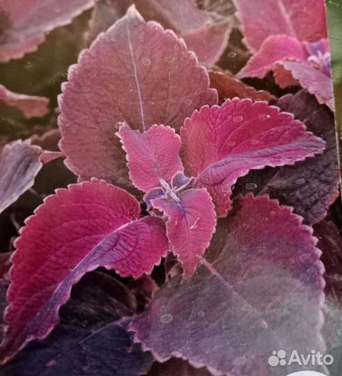 Колеус фауст