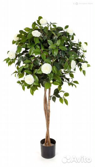 Камелия на штамбе кремовая 130 см