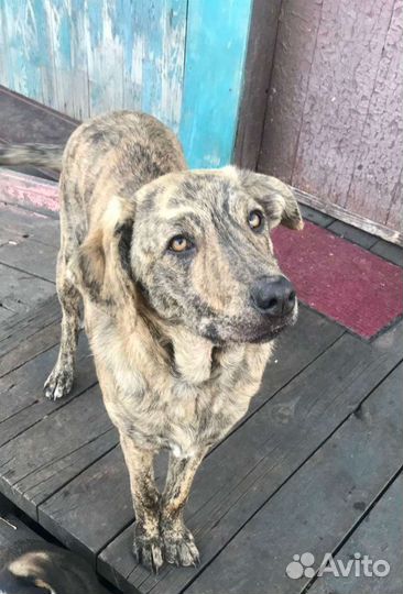 Прекрасная девочка