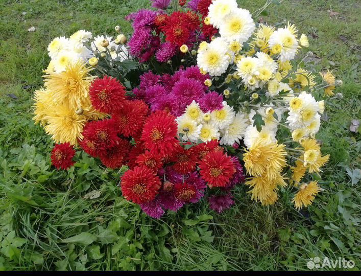Хризантема корейская