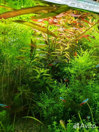 Аквариумные растения. Прополка штучно и набором