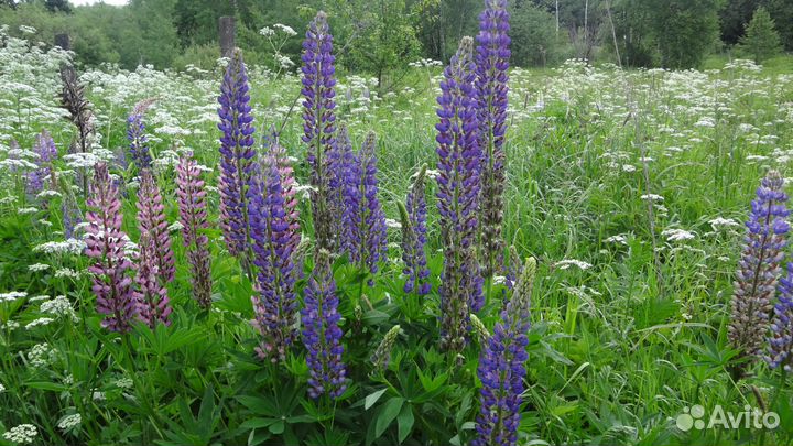 Саженцы терновника, малины