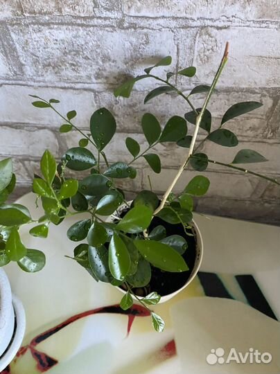 Мурайя жасминовидная