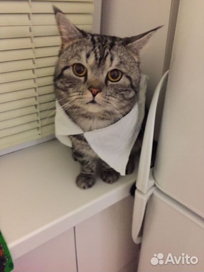 Кот британец