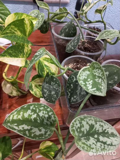 Эпипремнумы, сциндапсусы