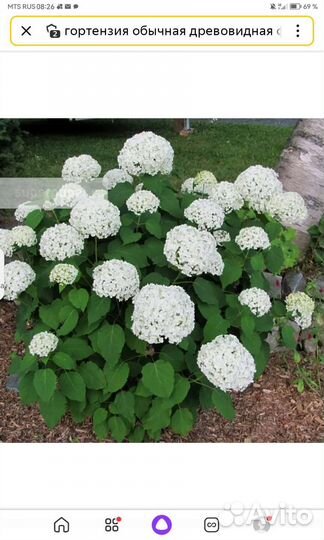 Гортензия