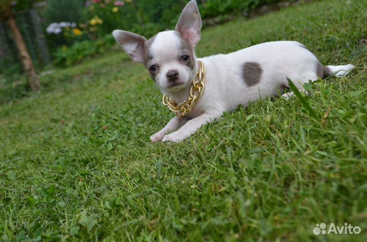 Красивый мальчик