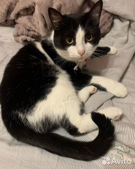 Кошка Муся ищет дом