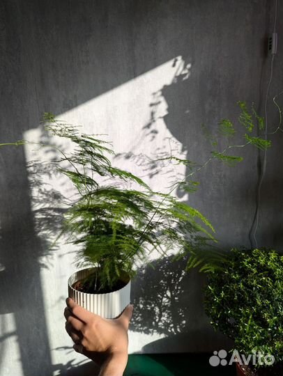 Аспарагус перистый