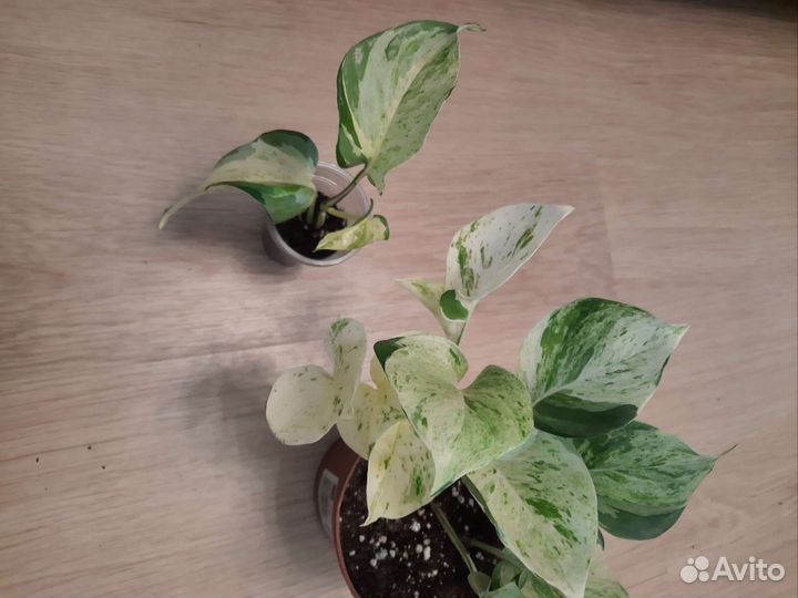 Эпипремнум Хеппи Лиф