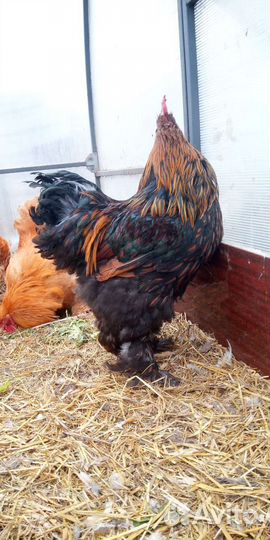 Молодые петушки