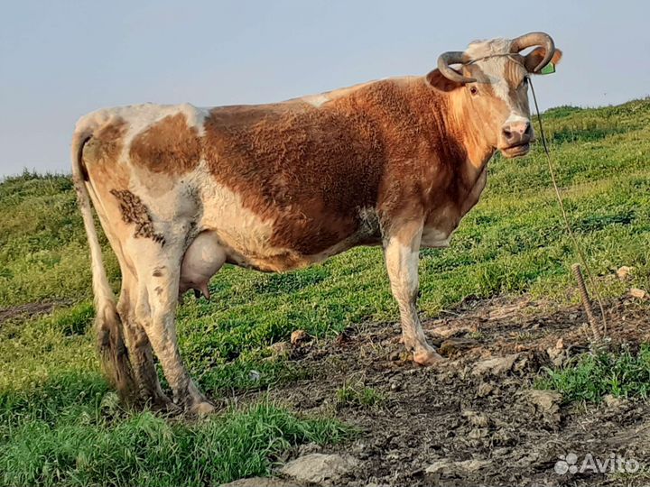 Продам корову