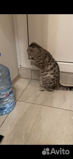 Шотландская кошечка Вязка