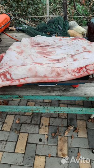 Сало свежее