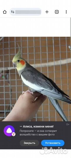 Попугай карелла