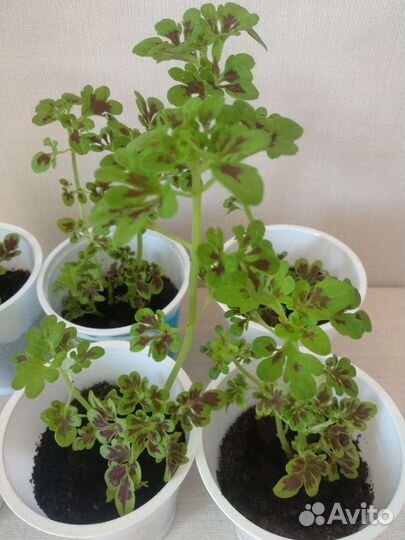 Комнатное растение Колеус