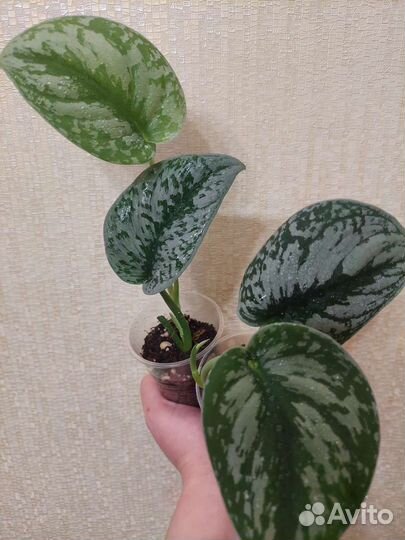 Сциндапсусы сортовые