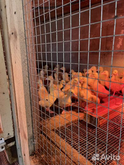 Гусята линда суточные и подрощенные