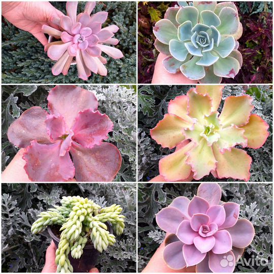 Домашние суккуленты