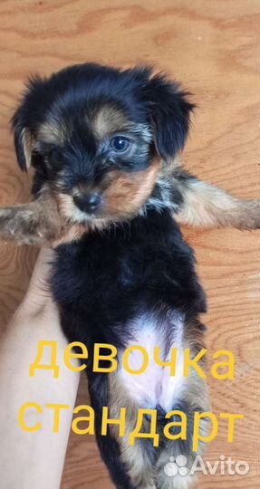 Йоркширский терьер и Бивер йорка щенки