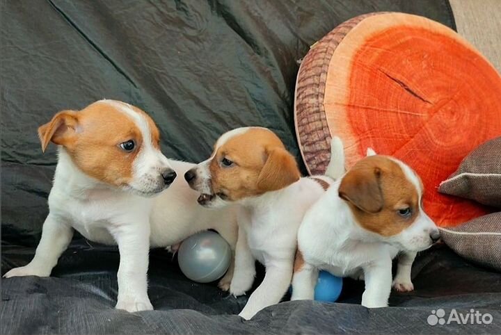 Щенки/Мини Джек Рассел терьер