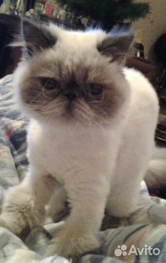 Передержка кошек и хомячков/гостиница для животных