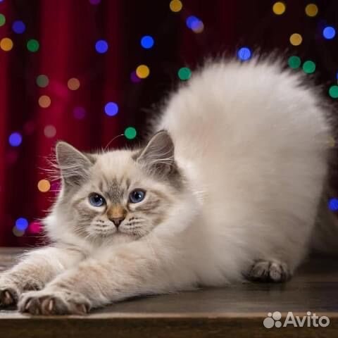 Невачки с документами