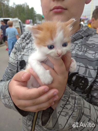 Кошка в дар бесплатно