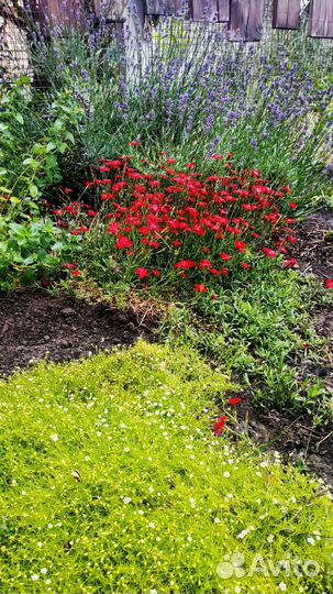 Гвоздика травянка, мшанка