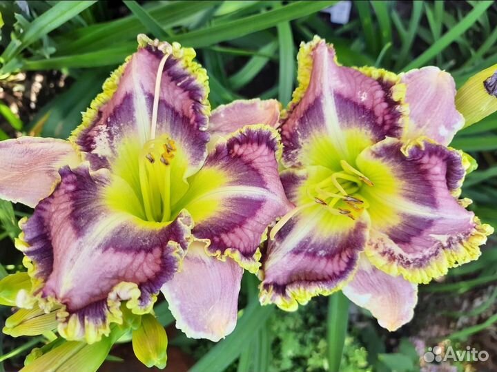 Новинки лилейников