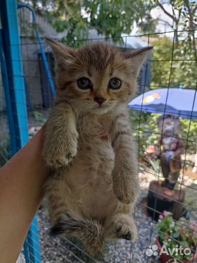 Котята в добрые руки бесплатно