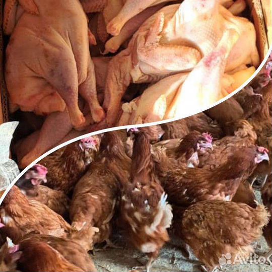 Мясо курицы