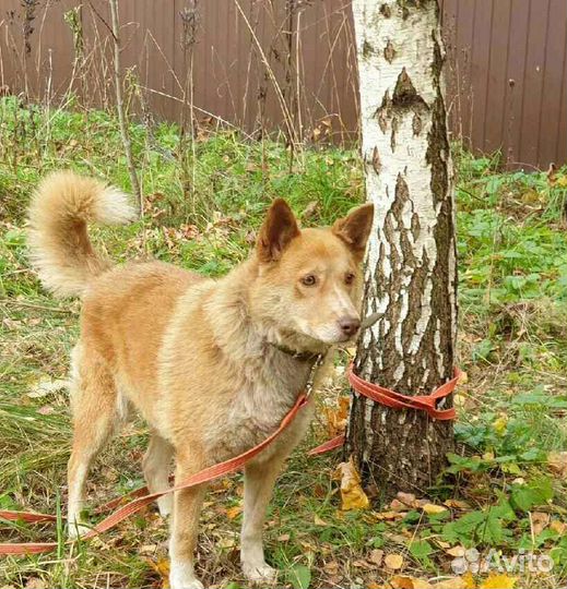 Рыжее солнышко