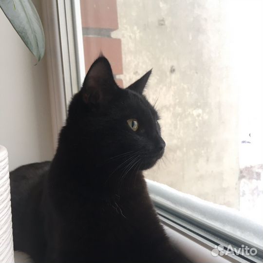 Кот котенок