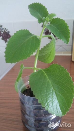 Плектрантус ароматный