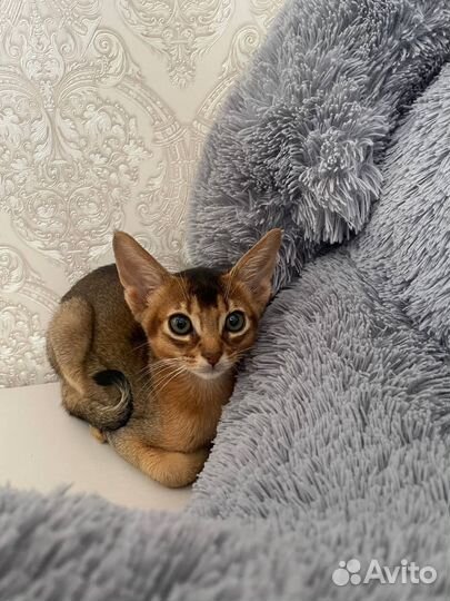 Абиссинские котята с документами