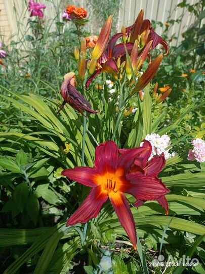 Лилейник саженец