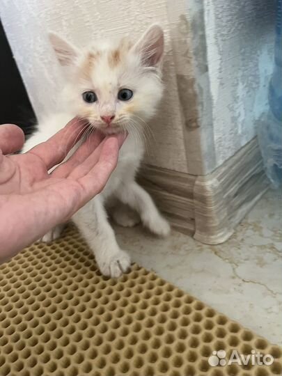 Котята в добрые руки бесплатно