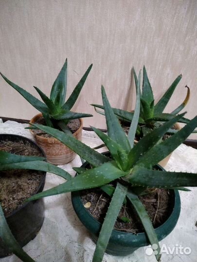 Цветы алоэ вера