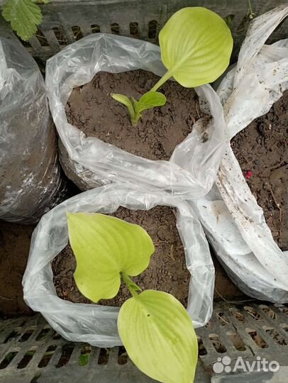 Саженцы хосты