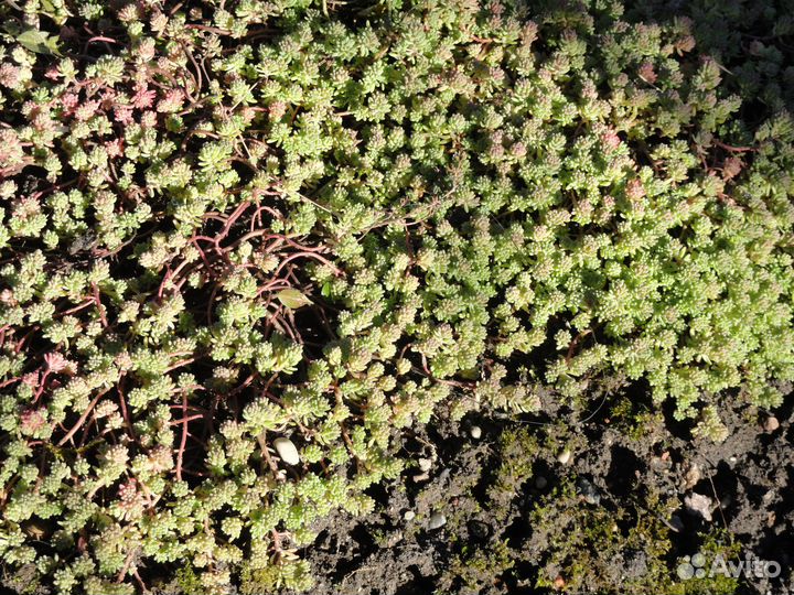 Продам почвокровные с зкс