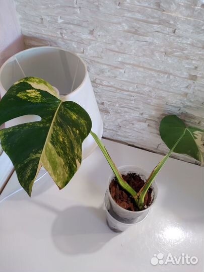 Монстера Еллоу сплэш