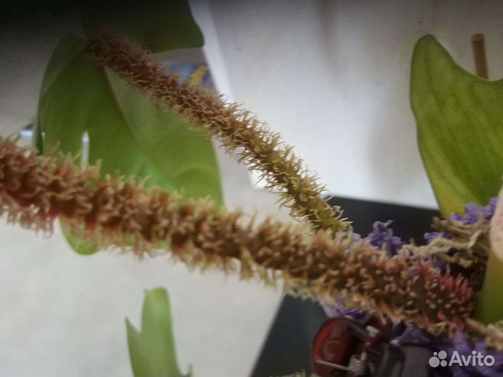 Филодендрон скваниферум