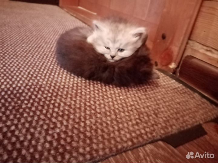 Кошка в дар бесплатно