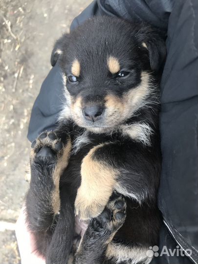 Девочка в добрые руки