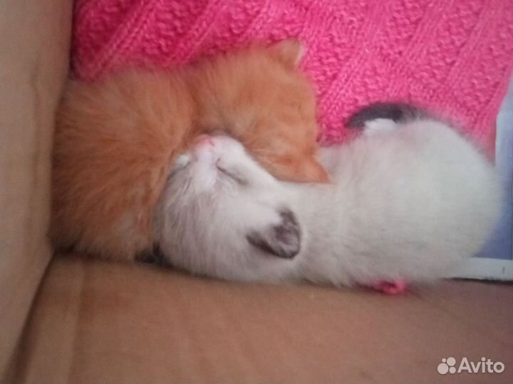 Котята в дар