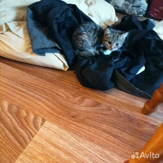 Отдам в связи с переездом